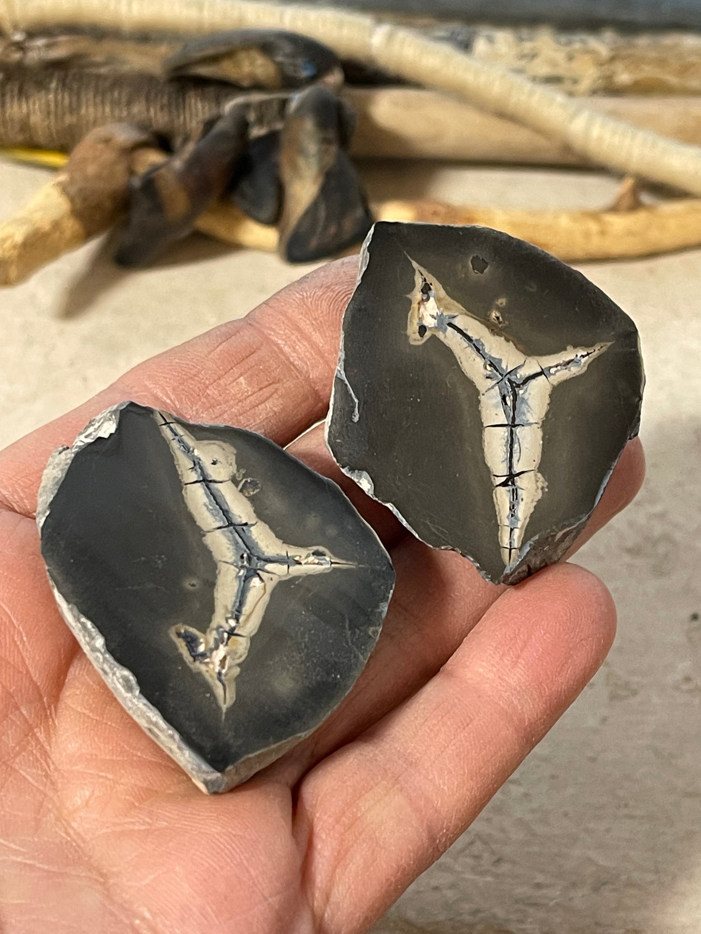 Ancient Petrified Mud