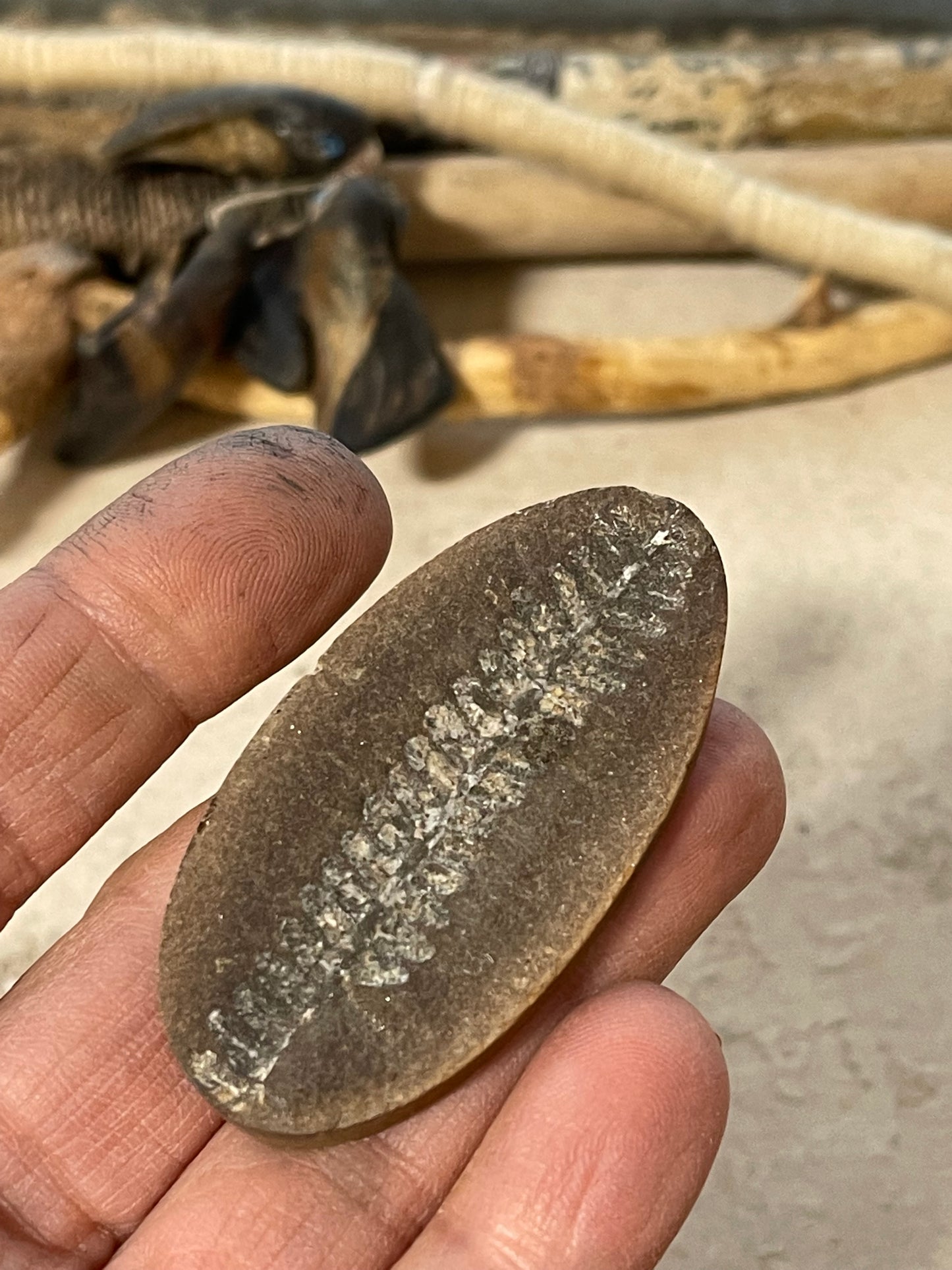 Trilovite Fossil