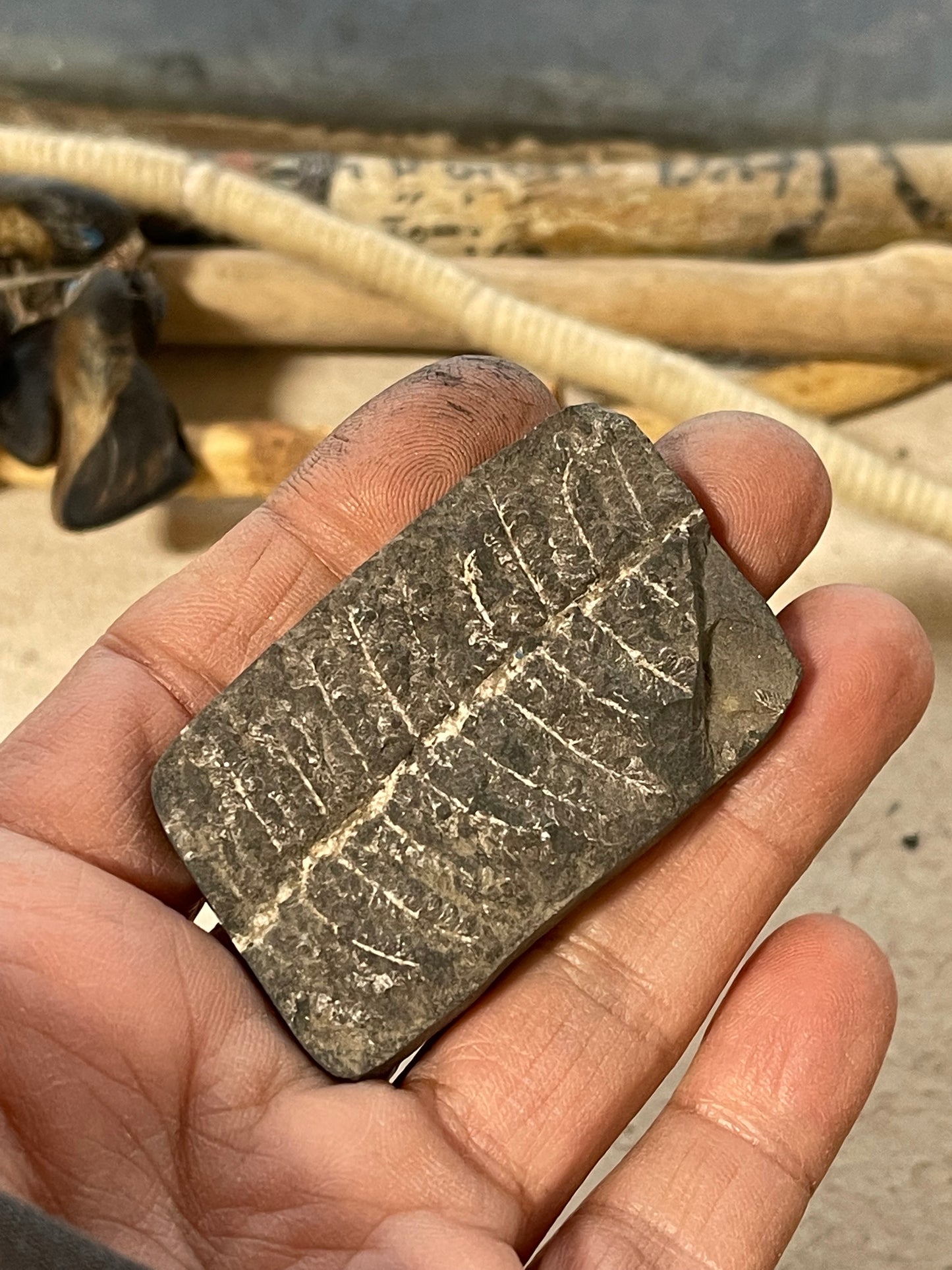 Trilovite Fossil