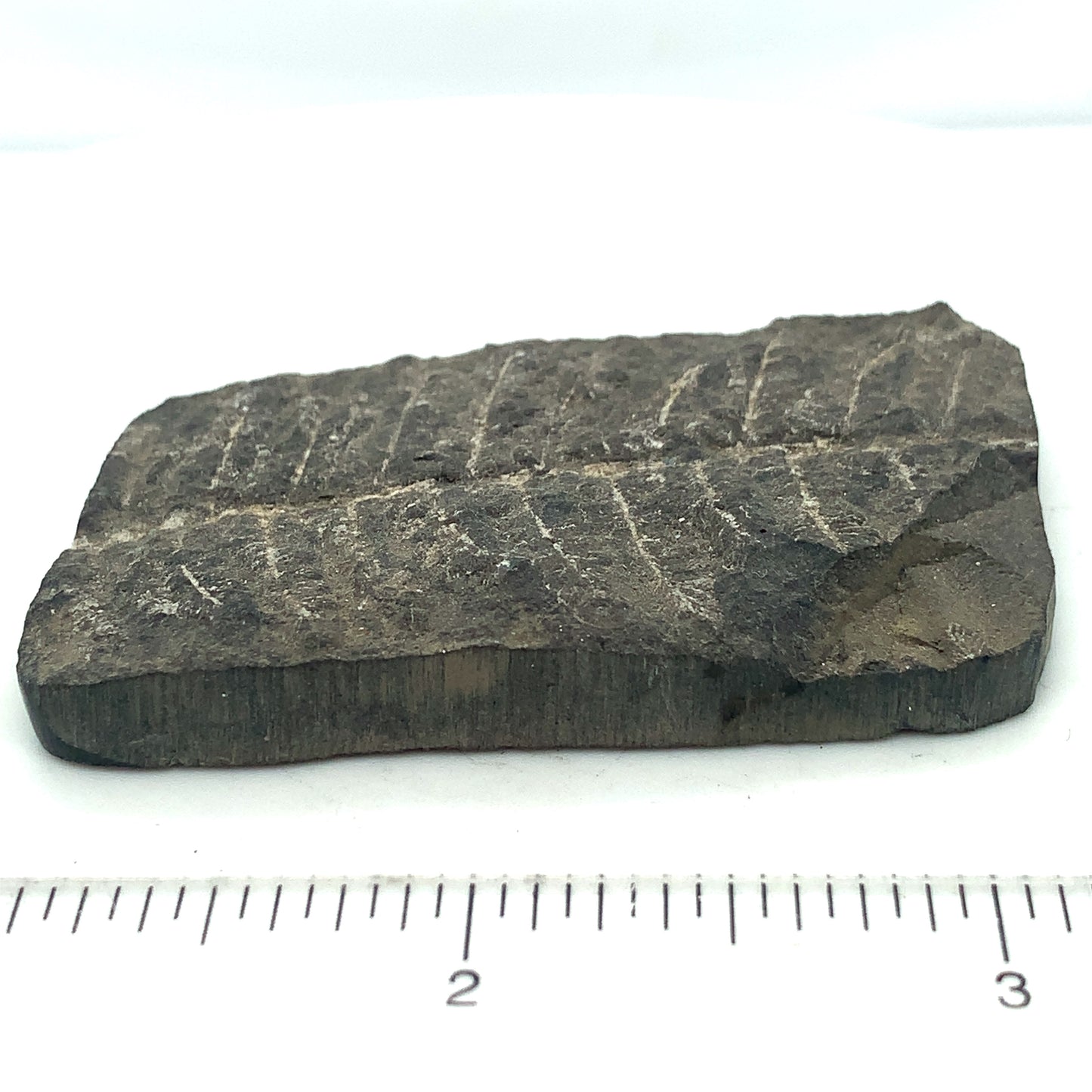 Trilovite Fossil